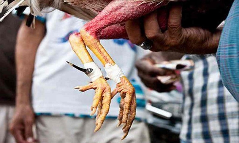Đá gà cựa dao một hình thức đá gà có nguồn gốc từ Campuchia và Philippines