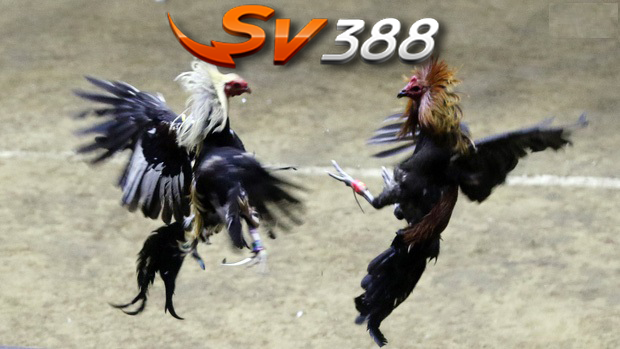 Chơi đá gà ở Sv388 nhận thưởng nhiều, tiện lợi, nhanh chóng 
