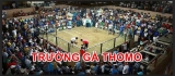 Tổng hợp các thông tin về loại hình đá gà thomo